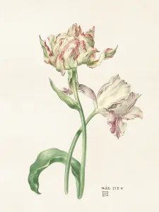 Plakat - Vintage - Tulipaner - 18 x 24 cm - www.frokenfraken.se