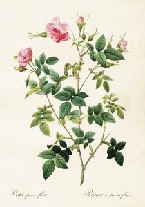 Plakat - Vintage - Rosa Ros - 35 x 50 cm - www.frokenfraken.se
