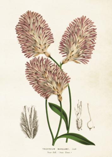 Plakat - Vintage - Klotamarant - 50 x 70 cm - www.frokenfraken.se