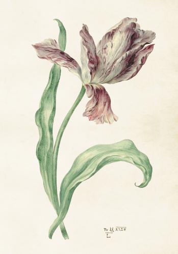 Plakat - Vintage - Tulipan - 35 x 50 cm - www.frokenfraken.se
