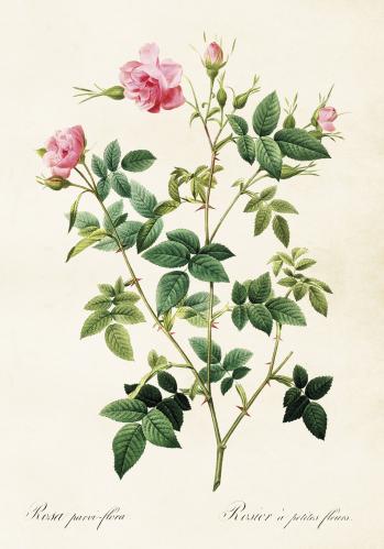 Plakat - Vintage - Rosa Ros - 35 x 50 cm - www.frokenfraken.se