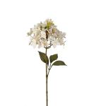Hortensia - Krem - 65 cm - www.frokenfraken.se