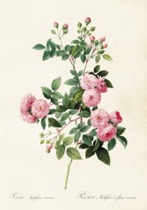Plakat - Vintage - Rose - 35 x 50 cm - www.frokenfraken.se