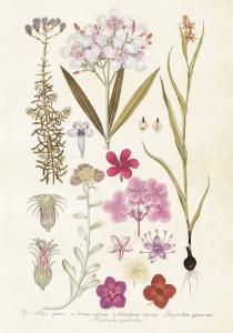 Plakat - Vintage - Hortensia - 35 x 50 cm - www.frokenfraken.se