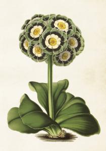 Plakat - Vintage - Primula - 35 x 50 cm - www.frokenfraken.se