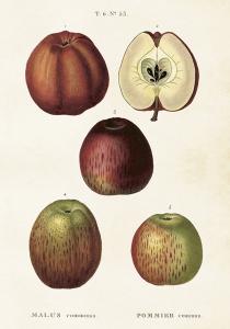 Plakat - Vintage - Epler - 35 x 50 cm - www.frokenfraken.se