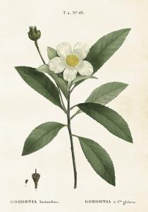 Plakat - Vintage - Gardenia - 35 x 50 cm - www.frokenfraken.se