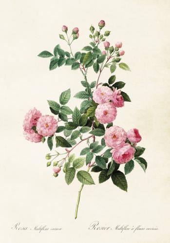Plakat - Vintage - Rose - 35 x 50 cm - www.frokenfraken.se