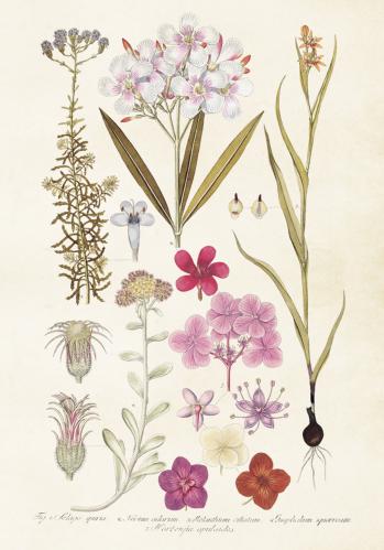 Plakat - Vintage - Hortensia - 35 x 50 cm - www.frokenfraken.se