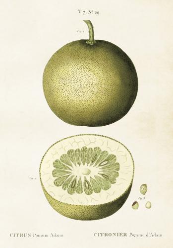 Plakat - Vintage - Sitron - 35 x 50 cm - www.frokenfraken.se
