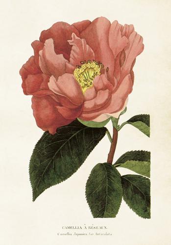 Plakat - Vintage - Kamelia - 35 x 50 cm - www.frokenfraken.se