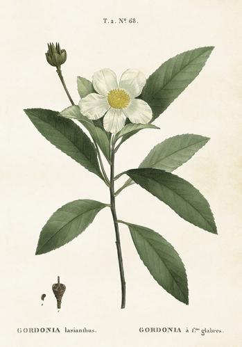 Plakat - Vintage - Gardenia - 35 x 50 cm - www.frokenfraken.se