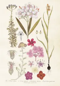 Plakat - Vintage - Hortensia - 35 x 50 cm - www.frokenfraken.se