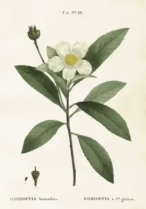 Plakat - Vintage - Gardenia - 35 x 50 cm - www.frokenfraken.se