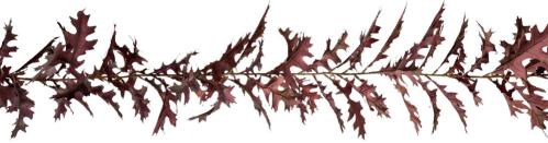 Girlang - Vinrød - 185 cm - www.frokenfraken.se