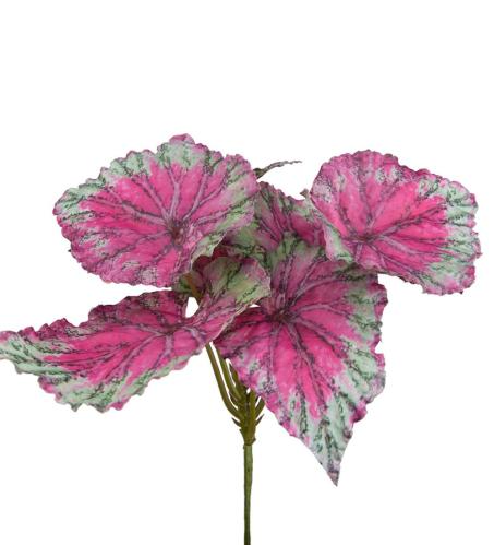 Rexbegonia - Rosa - www.frokenfraken.se