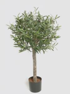 Olivträd - 80 cm - www.frokenfraken.se