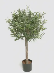 Olivträd - 80 cm - www.frokenfraken.se