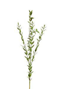 Eukalyptus - Grønn - 70 cm - www.frokenfraken.se