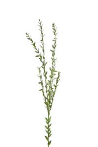 Eukalyptus - Grønn - 110 cm - www.frokenfraken.se