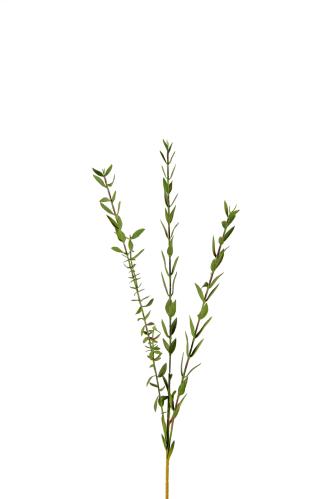 Eukalyptus - Grønn - 50 cm - www.frokenfraken.se