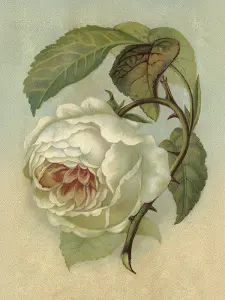 Plakat - Rose - 18 x 24 cm - www.frokenfraken.se