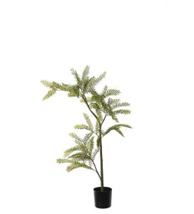 Mimosa Pudica - Grønn - 80 cm - www.frokenfraken.se