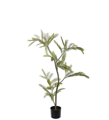 Mimosa Pudica - Grønn - 110 cm - www.frokenfraken.se