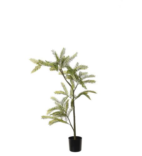 Mimosa Pudica - Grønn - 80 cm - www.frokenfraken.se