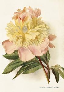 Plakat - Vintage - Peon - 35 x 50 cm - www.frokenfraken.se