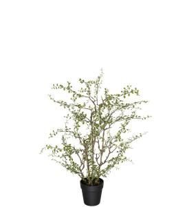 Muehlenbeckia - Grønn - 70 cm - www.frokenfraken.se