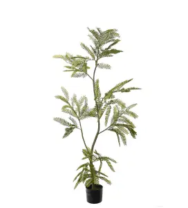 Mimosa Pudica - Grønn - 140 cm - www.frokenfraken.se