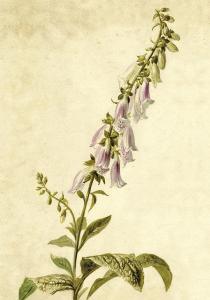 Plakat - Vintage - Fingerborgsblomma - 35 x 50 cm - www.frokenfraken.se