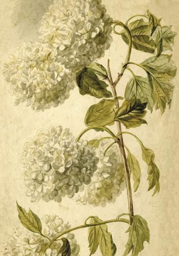 Plakat - Vintage - Hortensia - 35 x 50 cm - www.frokenfraken.se