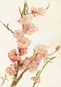 Plakat - Vintage - Mandelblomst - 35 x 50 cm - www.frokenfraken.se