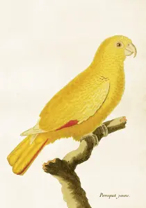 Plakat – Papegøyet – 35 x 50 cm - www.frokenfraken.se