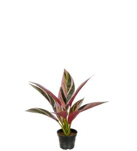 Cordyline - Grønn/rød - 38 cm - www.frokenfraken.se