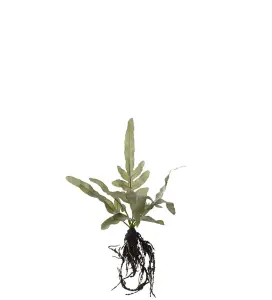 Ormbunke med røtter - Grønn - 23 cm - www.frokenfraken.se