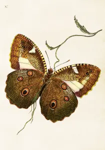 Plakat – Sommerfugl – 35 x 50 cm - www.frokenfraken.se