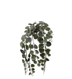 Peperomia - Grønn - 45 cm - www.frokenfraken.se