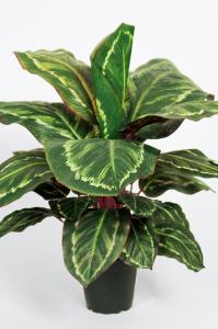 Maranta - Grønn - 60 cm - www.frokenfraken.se