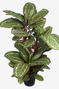 Maranta - Grønn - 104 cm - www.frokenfraken.se