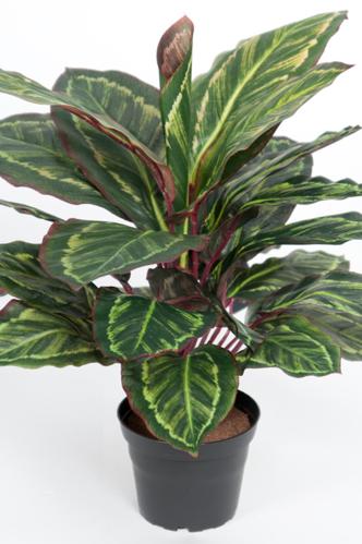 Maranta - Grønn - 48 cm - www.frokenfraken.se
