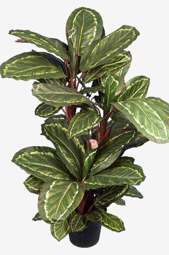 Maranta - Grønn - 104 cm - www.frokenfraken.se