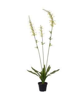 Porselensveronika - Gul - 90 cm - www.frokenfraken.se