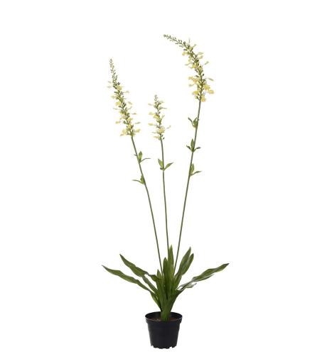 Porselensveronika - Gul - 90 cm - www.frokenfraken.se