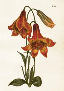 Plakat – Tigerlilje – 35 x 50 cm - www.frokenfraken.se