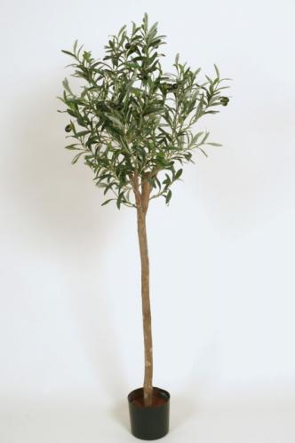 Olivträd - 115 cm - www.frokenfraken.se
