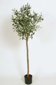 Olivträd - 115 cm - www.frokenfraken.se