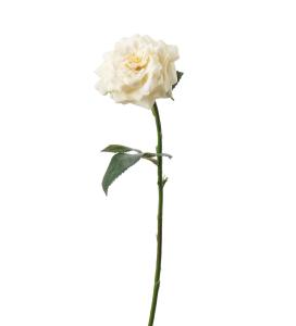Ros - Gul - 41 cm - www.frokenfraken.se